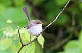 Superb Fairywren